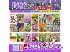 羽衣甘蓝 花卉种植基地 喜阳光 时令花卉培育 庭院室外摆放 琦裕花卉苗木 羽衣甘蓝苗图1