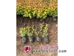 杯苗基地 金山绣线菊 多年生落叶灌木 叶色丰富 道路绿化工程苗 青州花卉 文豪花卉图1