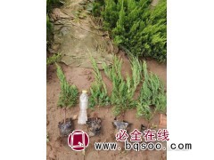 地栽小龙柏 单个工程用量大 公路两边绿化优选苗木 金运花卉图1