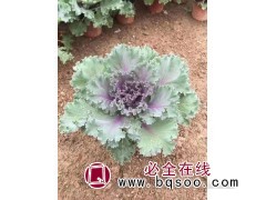 羽衣甘蓝 色系丰富 城市绿化栽植 绿地丛植点缀 青州花卉 金运花卉苗木 价格电仪图1