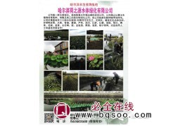 哈尔滨水生植物 荷之源水体绿化 供应荷花 旱地荷花苗价格图1