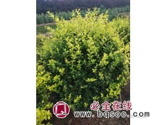 河北现挖水蜡苗 青叶水蜡 精品丛生金叶水蜡球 凯哲苗圃图1