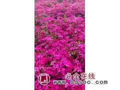 丛生福禄考 山东芝樱 耐寒芝樱苗 俪雅花卉 花色艳丽丰富图1