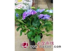 出售绣球花苗 八仙花 绣球花苗 八仙花苗基地 俪雅花卉图1