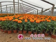 山东万寿菊基地 多年生草本植物 青州花卉 花卉租摆租赁 花海设计图1