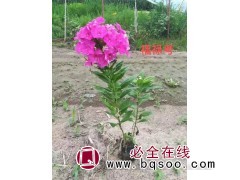 福禄考枝叶繁茂 可绿化观赏 货源充足 鞍山花卉 春柳宿根园图1