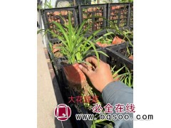 大花萱草 宿根花卉 长势好 容器苗 青州萱草裸根苗大量销售图1