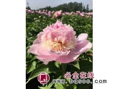 临夏牡丹芍药花卉基地 精品芍药 腾地 苗图1