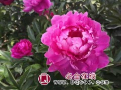 临夏牡丹芍药花卉基地 精品芍药 腾地 苗图3