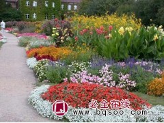 山东菊花基地 青州菊花盆栽批发 黄楼大菊花供货 潍坊柒月园艺图1