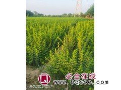 优质水腊 水腊苗 绿篱水腊 耐寒耐瘠 定州苗木 银山苗圃场图1