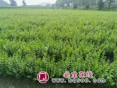 夹植水腊苗 东北水腊苗 东北苗木 清原镇朝园苗圃 水腊苗大量图1