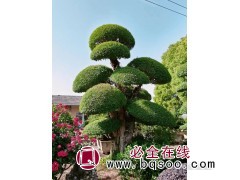 对节白蜡 造型大树 园林工程湿地绿化 对接白蜡树 京山枫彩图1