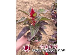 苗圃基地直供一串红批发 节假日摆放观赏串红花卉 茁盛花卉苗木图1