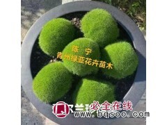 爱尔兰珍珠草 地被绿化草 花镜花坛配植 花海打造 绿亚花卉图1