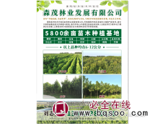 香椿树供应 椿树价格 河南椿树基地 香椿树价格 森茂林业图1