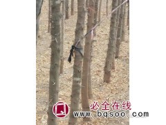 皂角树 山东皂角基地 皂角价格表 皂角 山亭诚信苗木图1