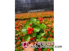 四季海棠 时令草花 喜光喜湿 花坛花镜点缀用苗 玖禄鑫花卉图1