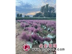 抗碱耐旱工程花海 粉黛乱子草 观赏杯苗 庭园造景 众森花卉图1