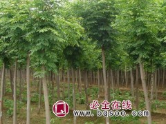 白蜡树 白蜡行道树基地 郓城白蜡价格 鲁韵苗木种植基地图1