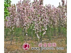 西府海棠 菏泽西府海棠基地 海棠树价格 东青苗木种植基地图1