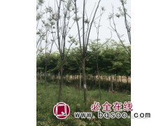 10公分北栾 根系发达 易成活 苗圃直供 量大质优 山东苗木图1