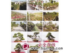 黄杨盆景-黄杨造型树-合肥黄杨盆景销售-众森林苗木图1