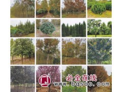 出售红叶石楠高杆球 园林绿地美化植物 盆栽地栽色块绿篱图1