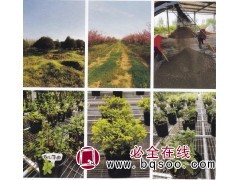 红花紫薇基地 紫薇树 规格全 别墅庭院 丛生百日红 东锦园林图1