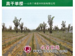 樱花树 高杆单樱 丫森苗木 山东苗木基地 樱花树价格表图1