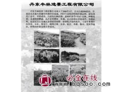 杜鹃花 杜鹃苗 东北苗木基地 园林绿化 丹东丰林造景工程图1