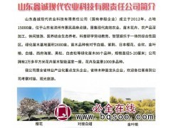 樱花-对接白蜡-金叶榆-山东苗木-鑫诚现代农业科技有限公司图1