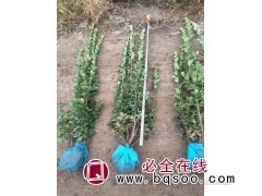 黄杨-北海道黄杨-黄杨绿篱苗-黄杨小苗价格-文发花卉苗木有限公司图1