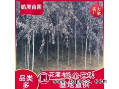 造景绿植 紫叶稠李 根系发达 城市街道两侧 保质量 鹏展苗圃图1