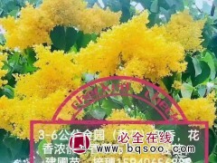 黄花丁香