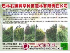 柠条-山杏-榆树苗-治沙防沙专用苗-沙棘苗-赛罕种苗造林图1