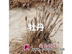 2-3年盆栽精品牡丹苗 阳台庭院观赏 颜色艳丽 洛阳浩林绿化图1