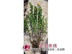 水腊小苗 小叶女贞堆 水腊夹植苗 绿化绿篱树苗 陈亮苗圃图1