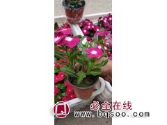 长春花 四季常绿 花期长 好栽培 公园道路绿化 用于盆栽观赏 英桦园林图1