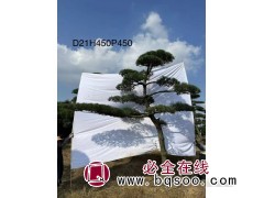 造型黑松种植基地-造型黑松大树-江苏黑松-飞耀生态农业图1