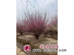 丛生红梅-江苏红梅基地-大规格红梅树-镇江飞耀生态农业图1