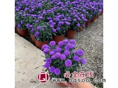 翠菊 宿根花卉种植基地 容器苗 双色盆 草花种子 风林种业图1