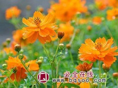 硫华菊