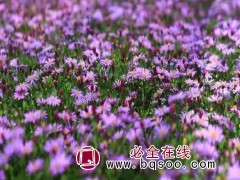 紫松果菊