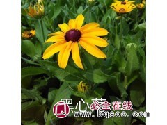 黑心菊 庭院常见栽培花卉 喜阳光 耐寒好 适应好 草花种子 风林种业图1