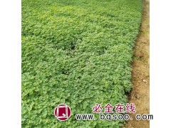 耧斗菜 多年生草本植物 花坛花镜道路两旁庭院园林种植工程苗 风林种业图1