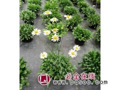 大滨菊西洋滨菊 花坛花镜租摆用苗小区庭院公园绿化观赏苗木 风林种业图1