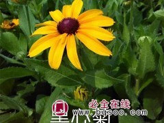 黑心菊