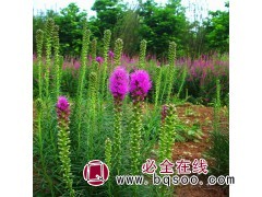 蛇鞭菊 花海设计用苗 适合花坛花镜观赏 花海种子 风林种业图1