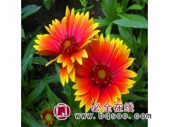 天人菊种子 多年生宿根虎皮菊 景观绿化 花海园艺 种籽 风林图1